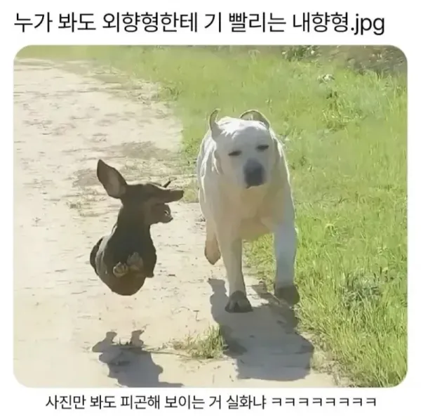 E에 기빨리는 I.webp